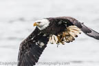 Sub-adult Bald Eagle After the Catch 2